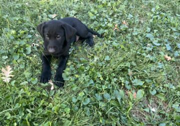 Labrador puppies for sale