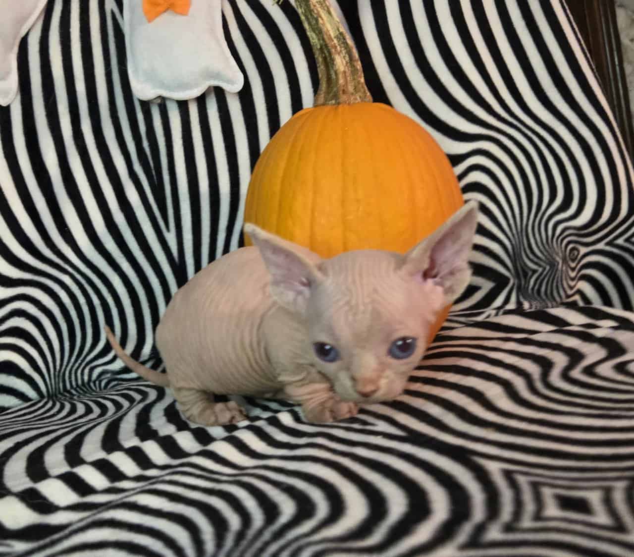 Sphynx kittens image 3