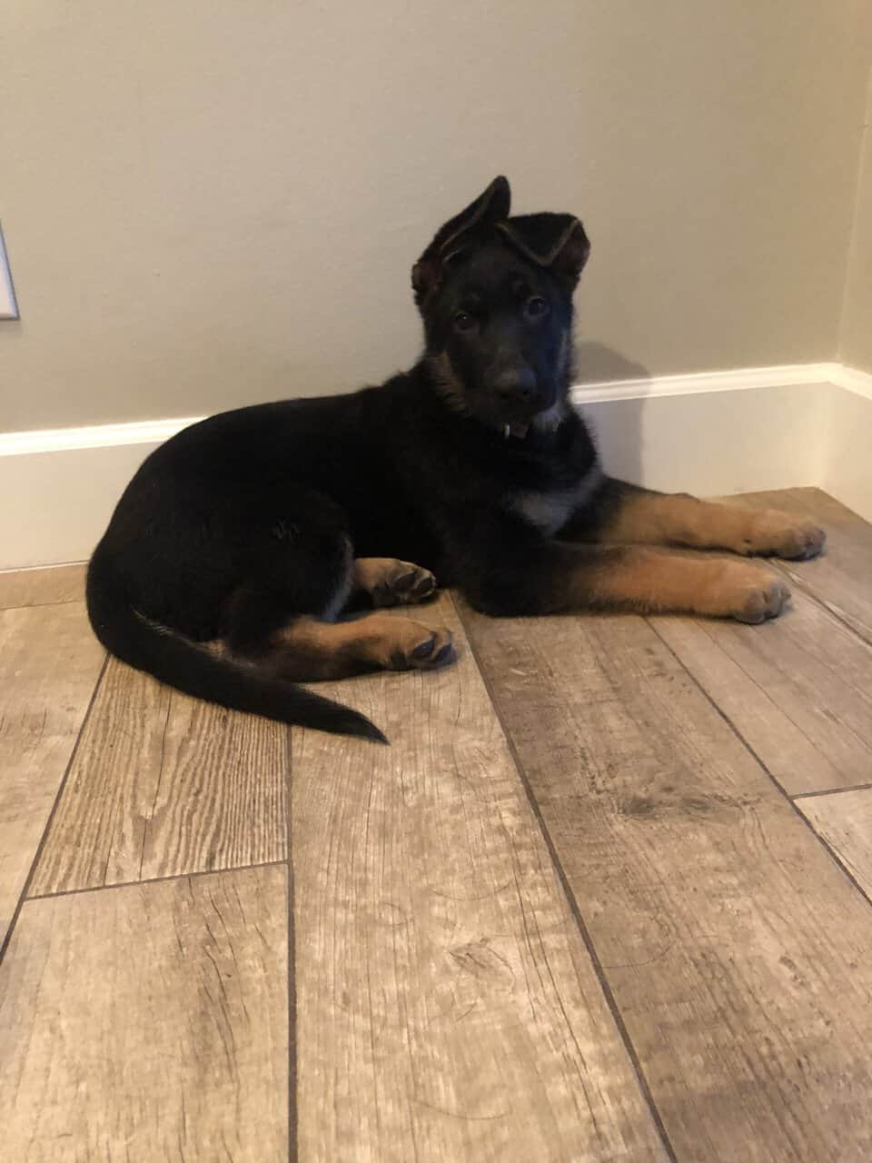 German Shepherd- Female image 2