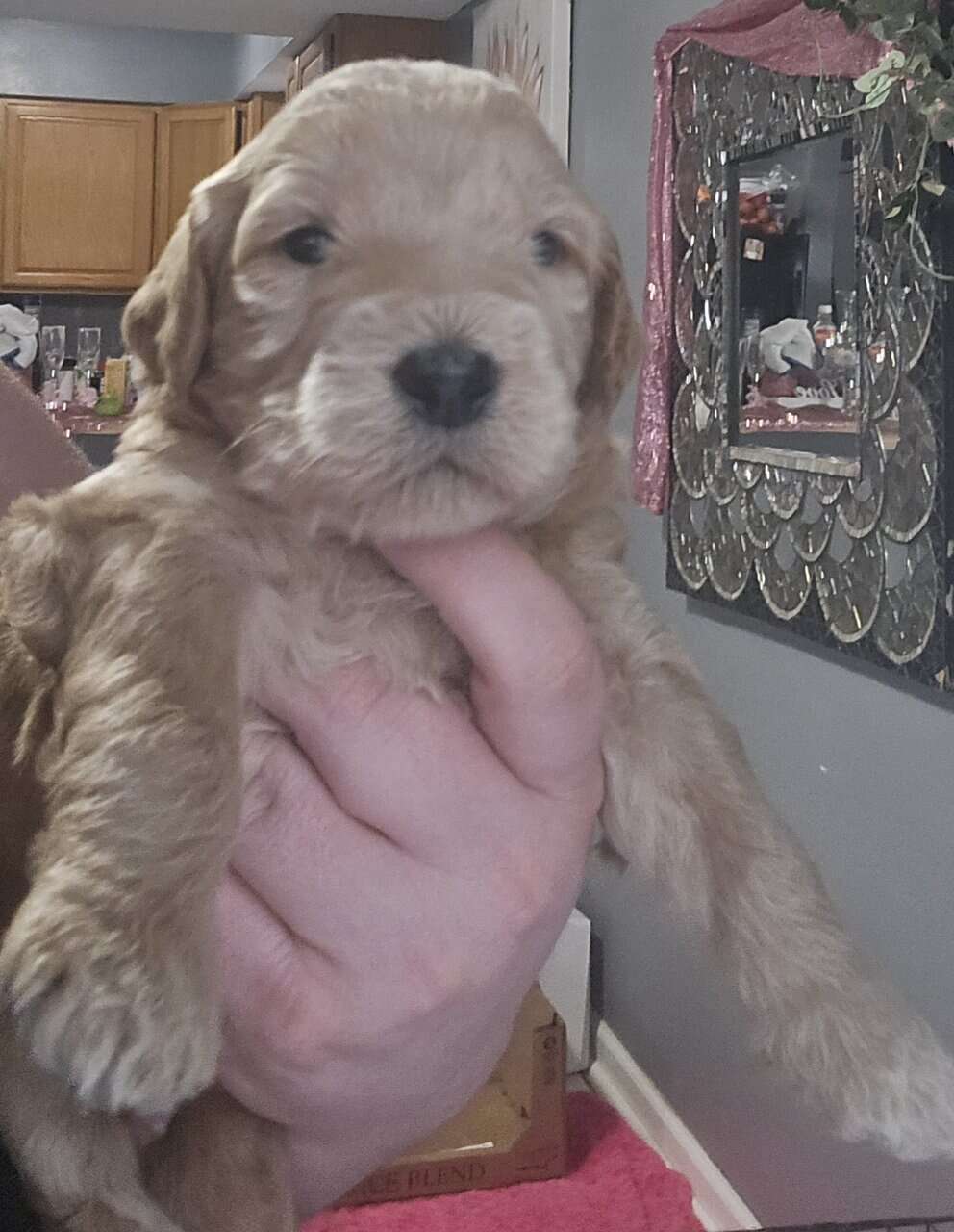 Goldendoodles image 4