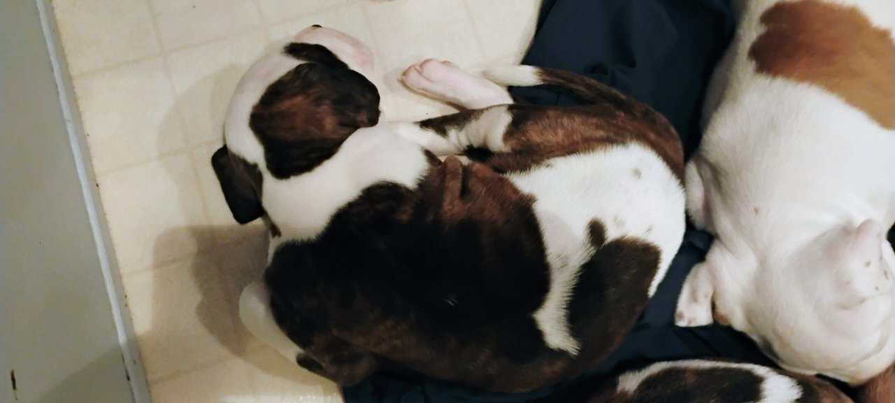 Bullypit puppies for rehoming image 3