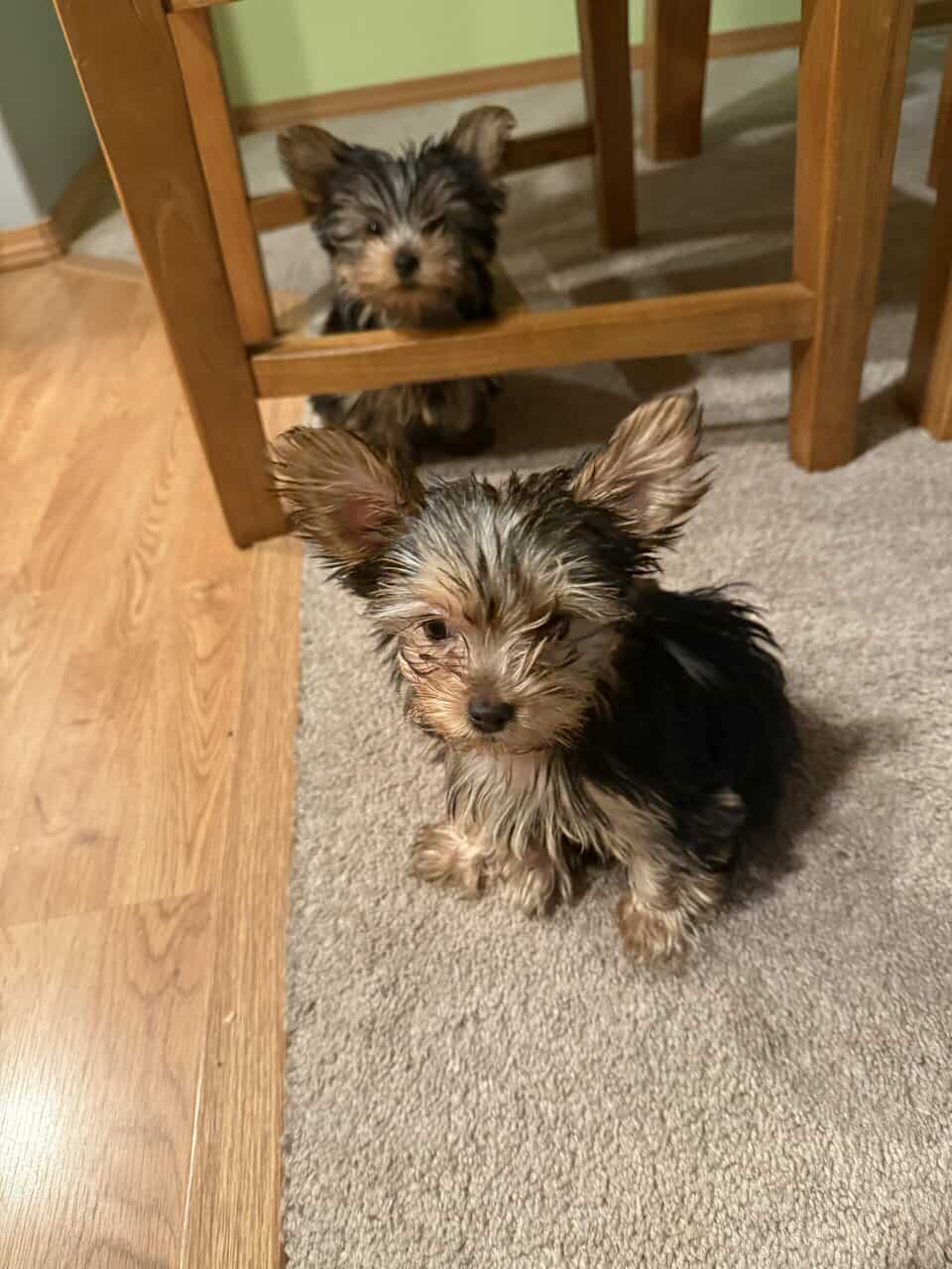 Tiny cheerful yorkie Antosha image 1