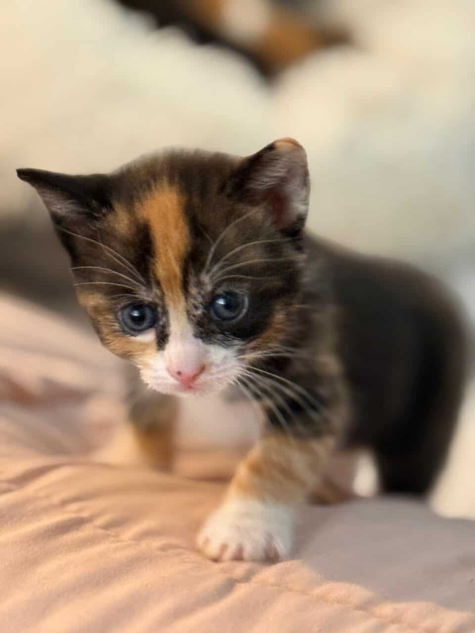 Kittens FOR FREE image 4
