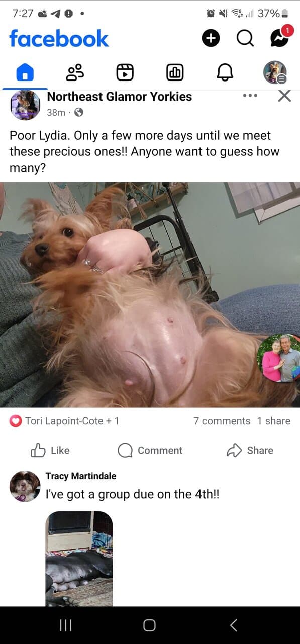 Yorkie litters comming Nov 2025 image 1