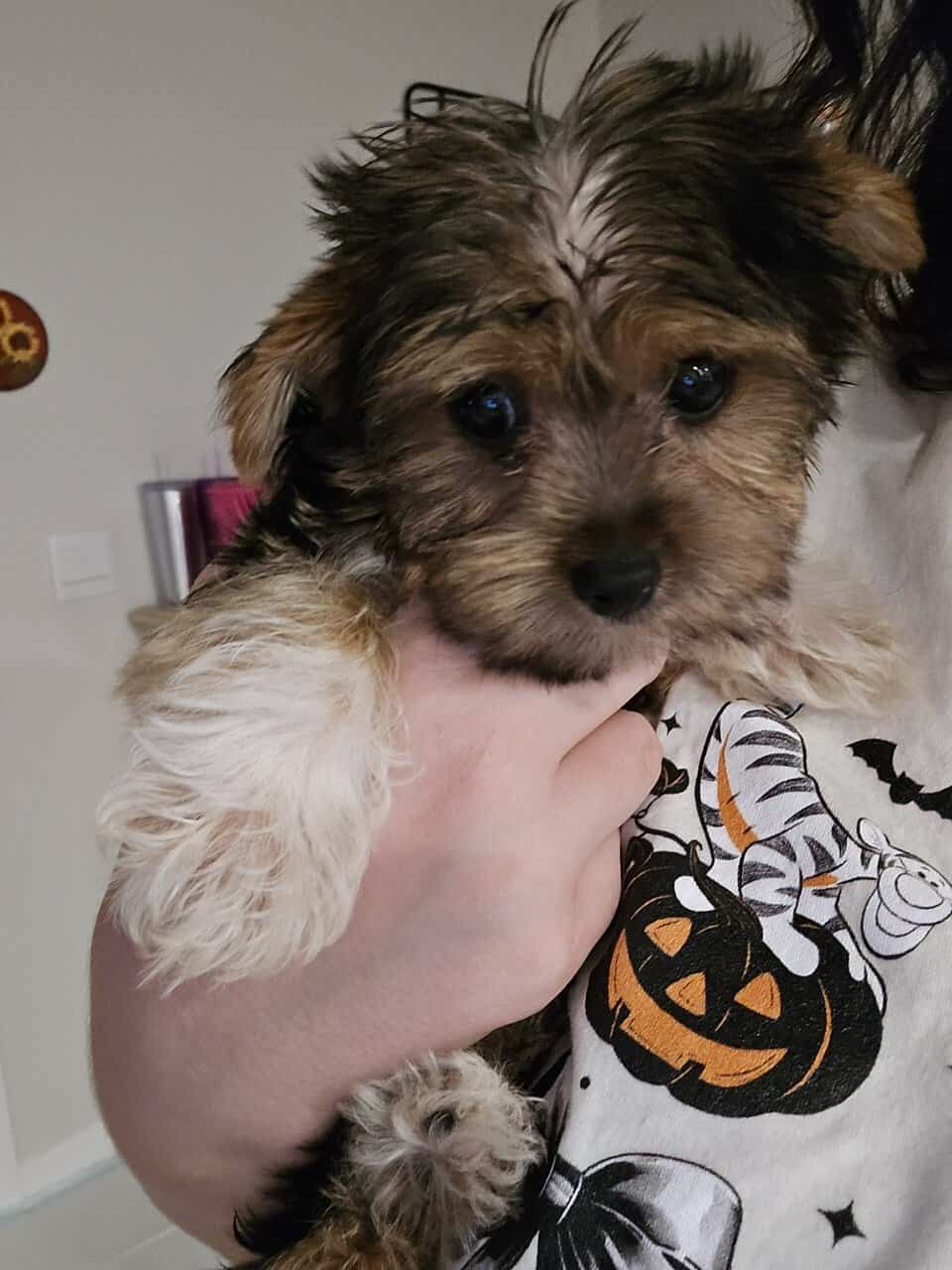 Yorkie Puppy image 1