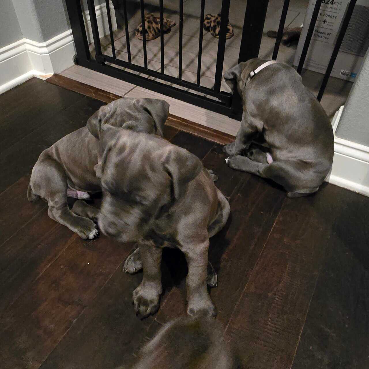 Cane corso puppies for sale image 6