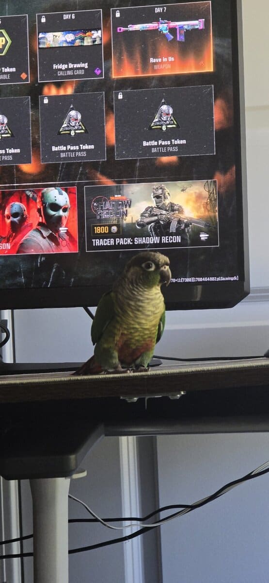 Green cheeked conure image 1