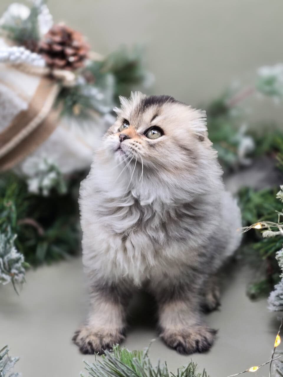 SCOTTISH FOLD GIRL, TICA REGISTERED image 5