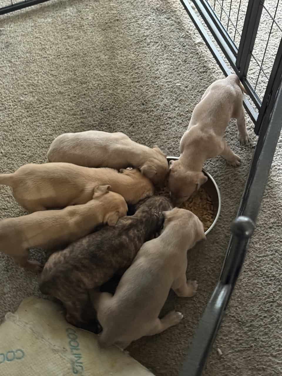 Puppies looking for new home (Males) image 6