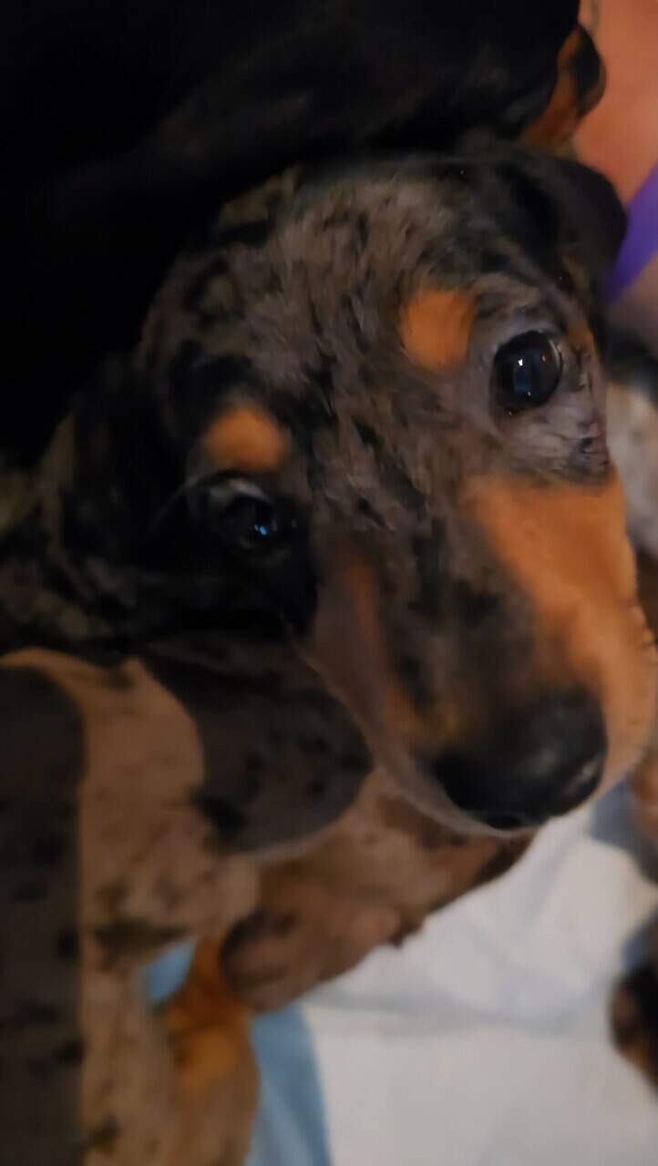 Mini dachshund for sale image 2