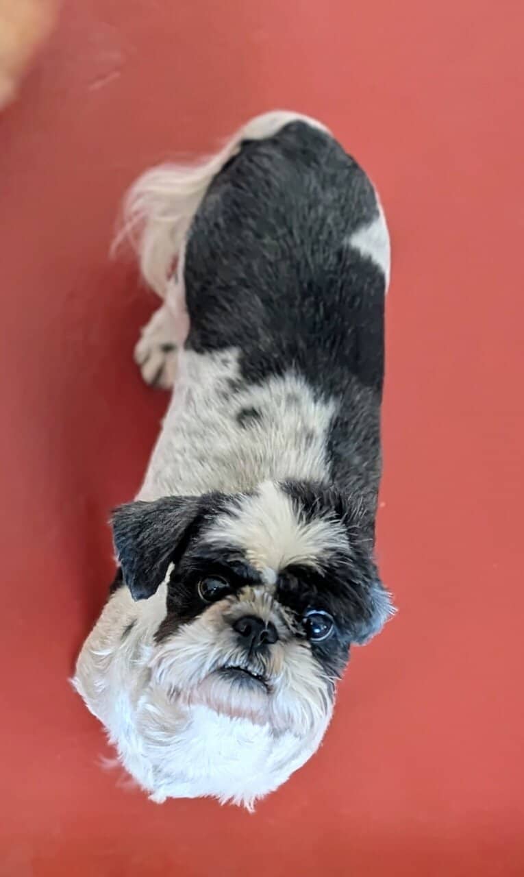 Female ShihTzu Adult image 1