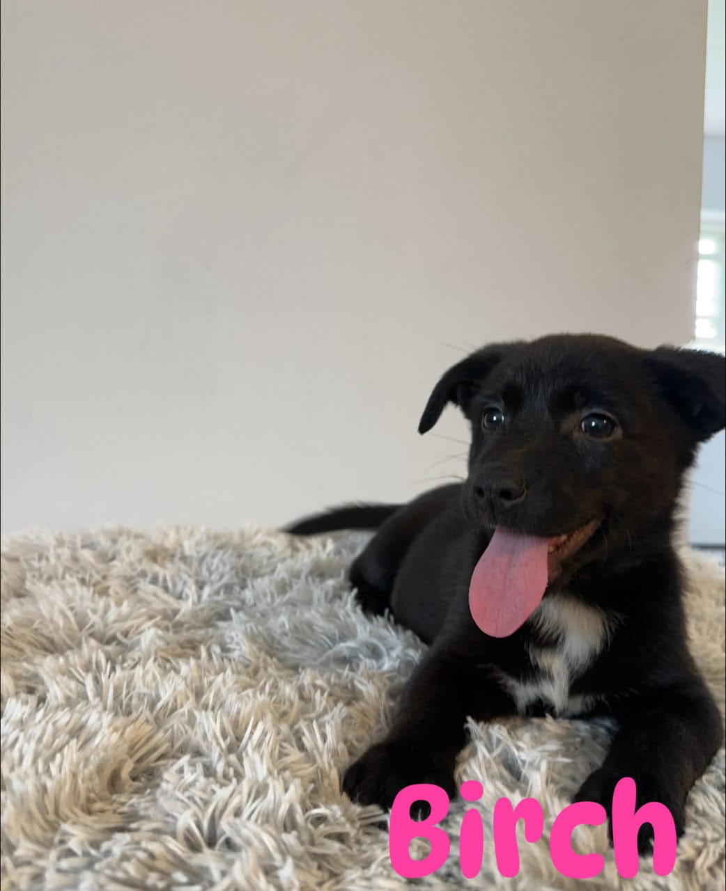 Corgi x Labrador image 3