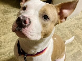 Lola May Be The One For You!