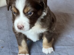 Miniature American Shepherd puppy