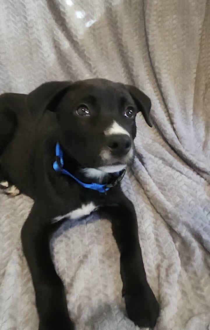 Duke Pitsky image 1