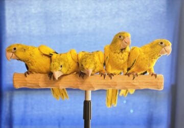 Golden Conure Babies