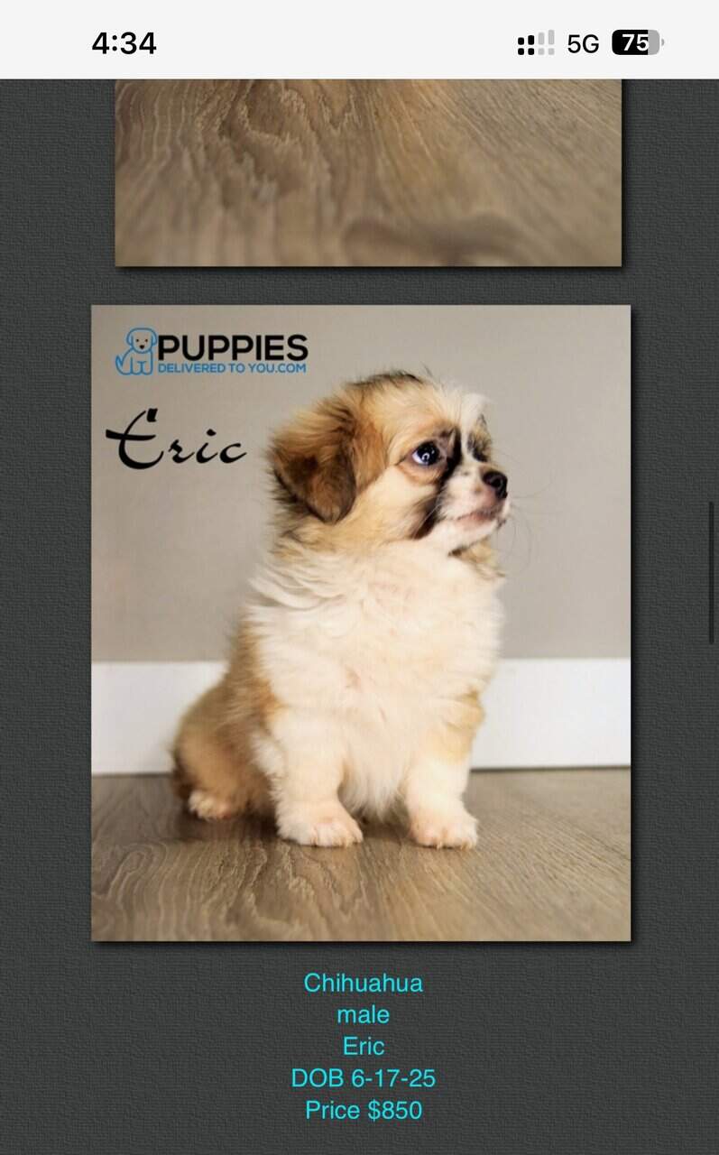 Tea cup Long haired chihuahua image 3