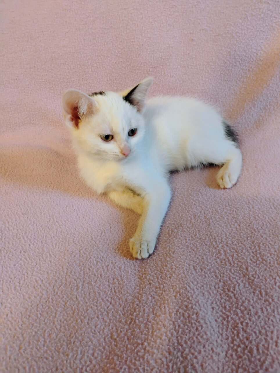 Kittens image 1
