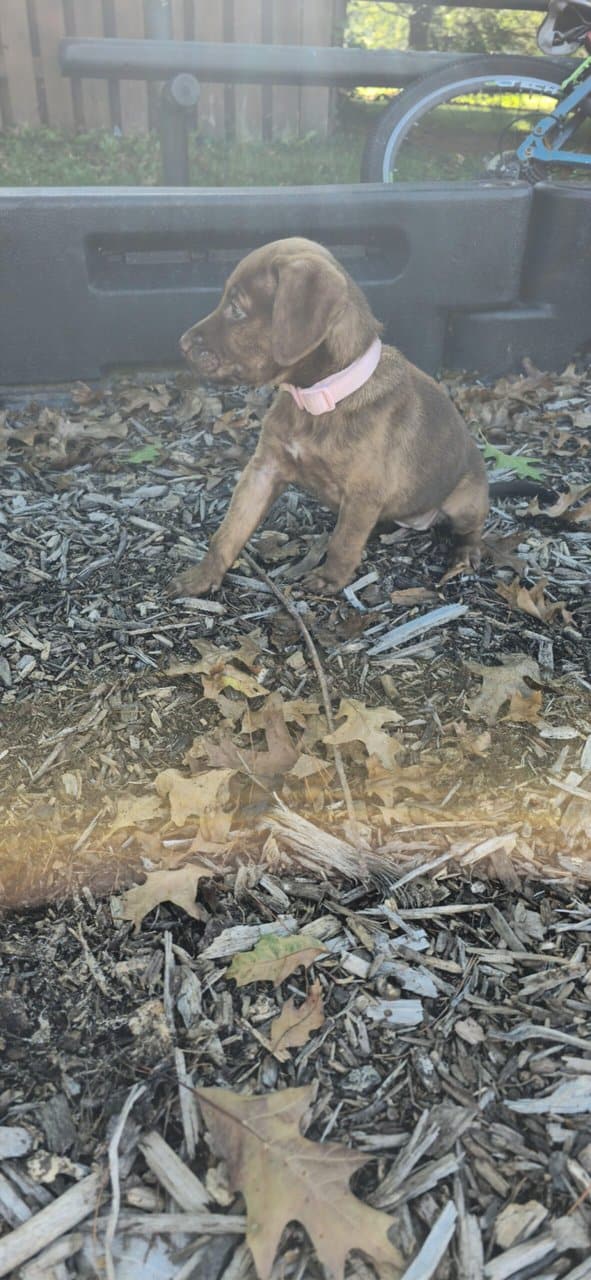 Puppy free image 2
