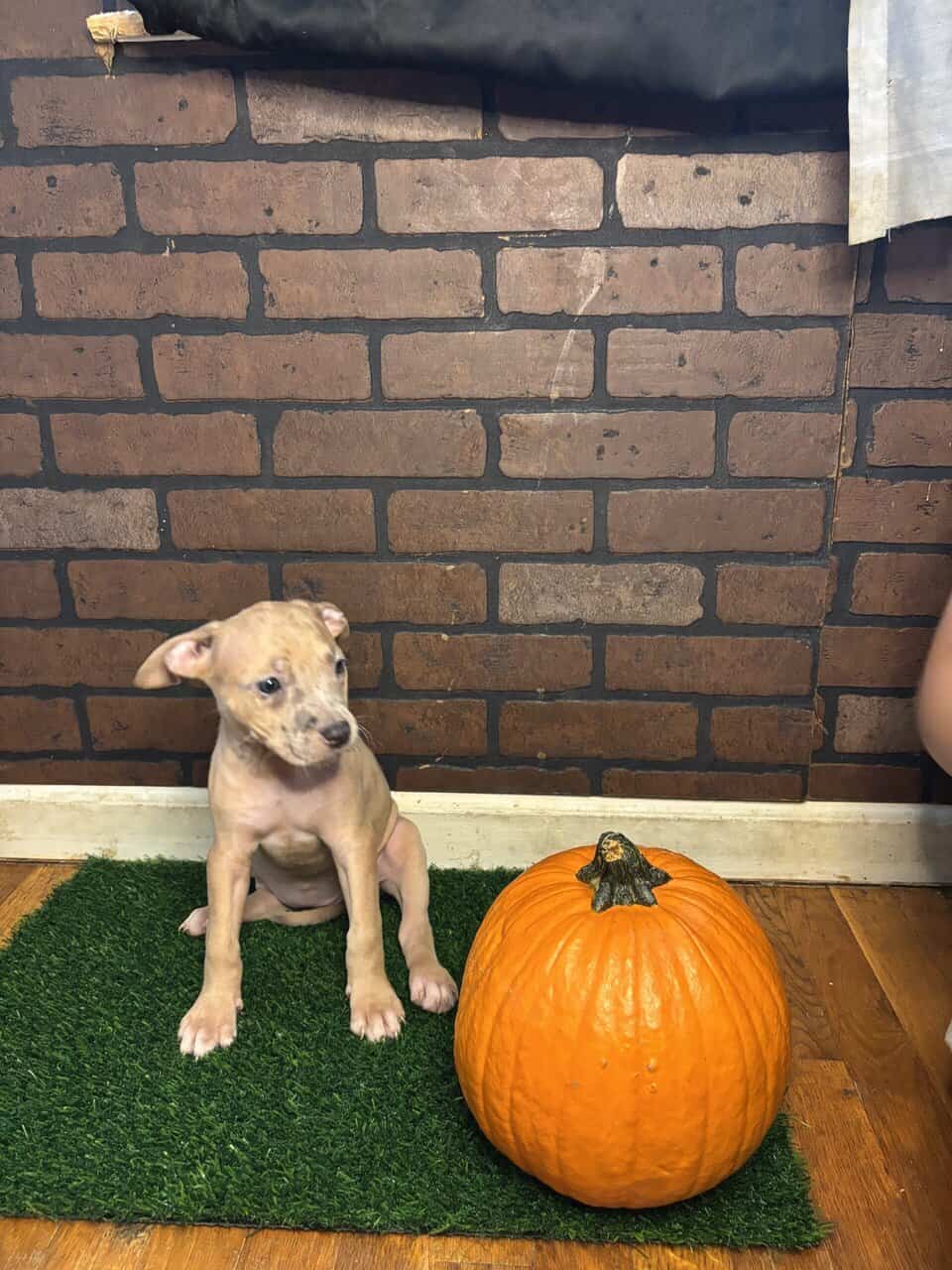 Rehome Puppies 🩷 image 8