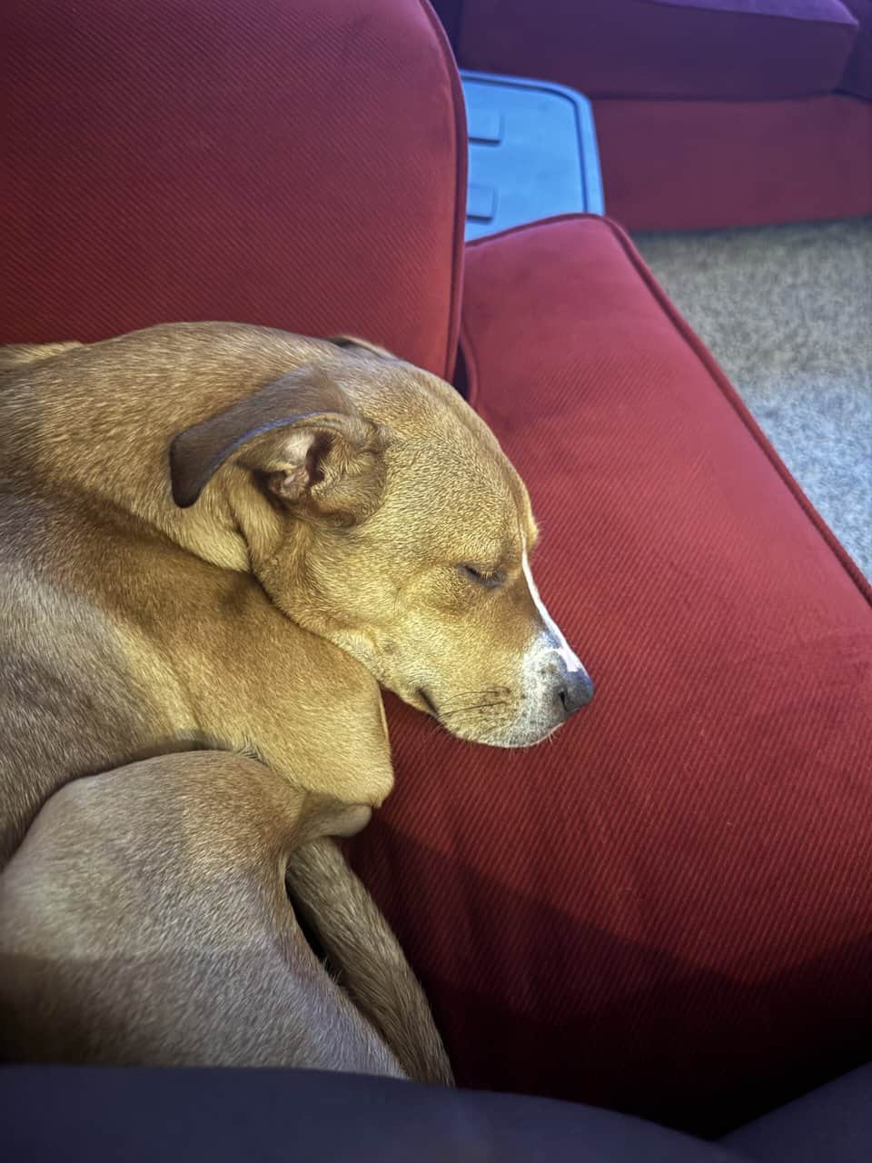 Looking for a loving family for Olive! image 5