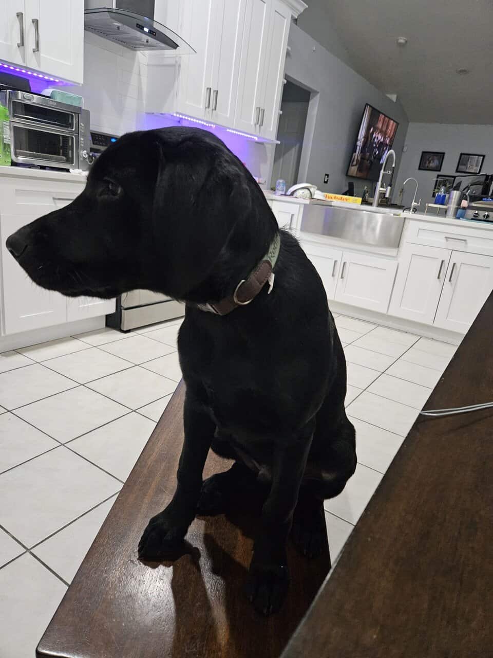 Labrador retriever AKC image 2