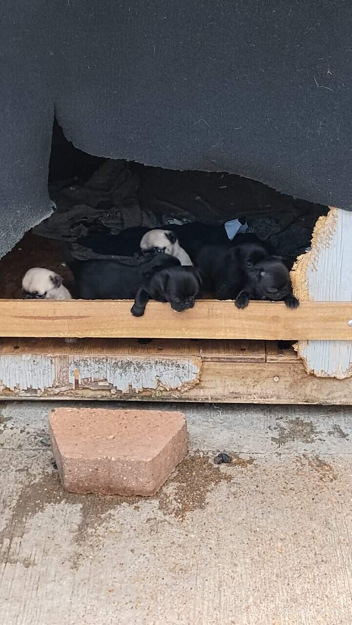 Pug puppies image 15