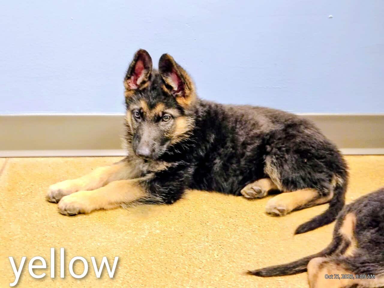 AKC German Shepherd puppies, 5 boys, 10wks image 4