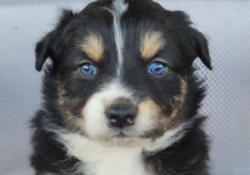 Ruby australian shepherds