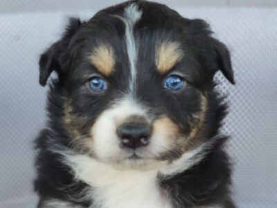 Ruby australian shepherds