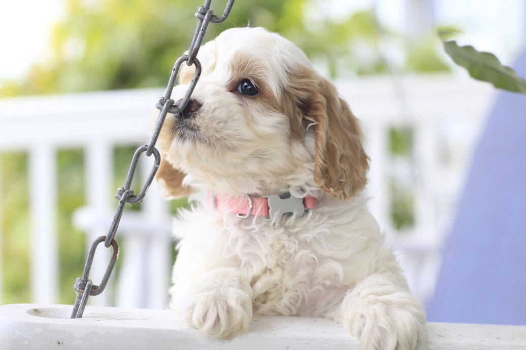 Ruby, a cockapoo puppy born on 9.15.25 image 2