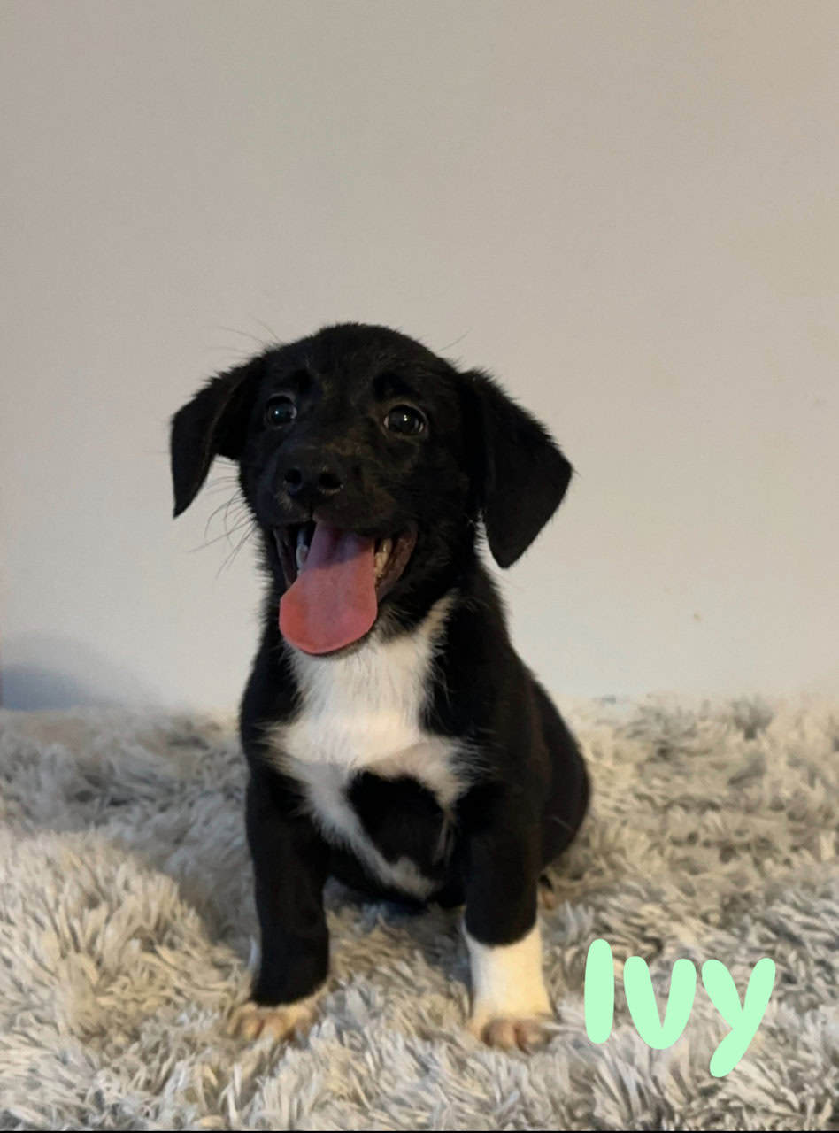 Corgi x Labrador image 1
