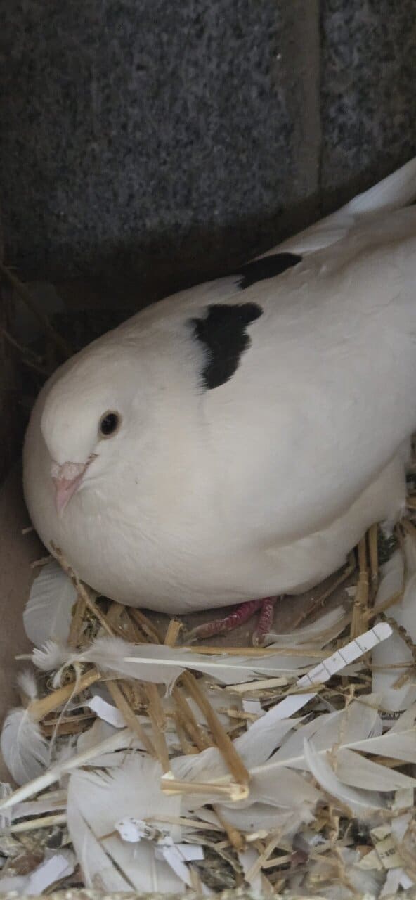 Pigeons image 4