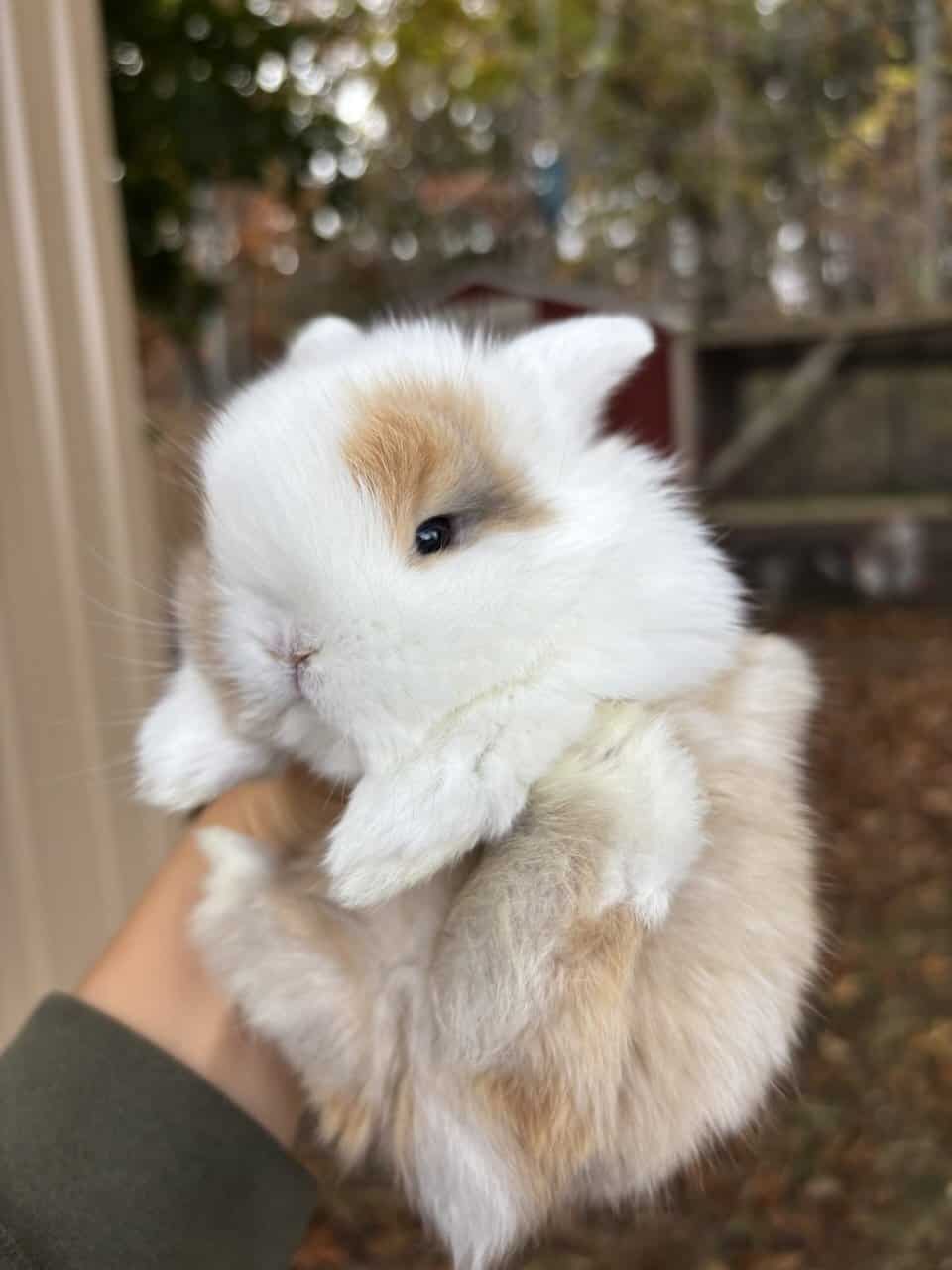 Holland Lop bunnies image 2
