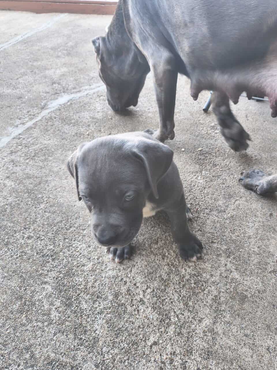 Cane Corso image 3