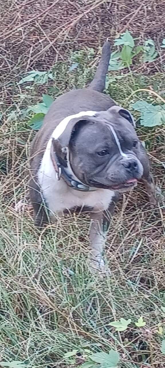 Staffordshire bull terrier pups image 3