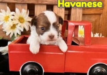 Conner Male Havanese