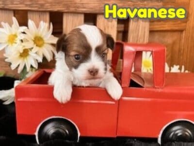 Conner Male Havanese