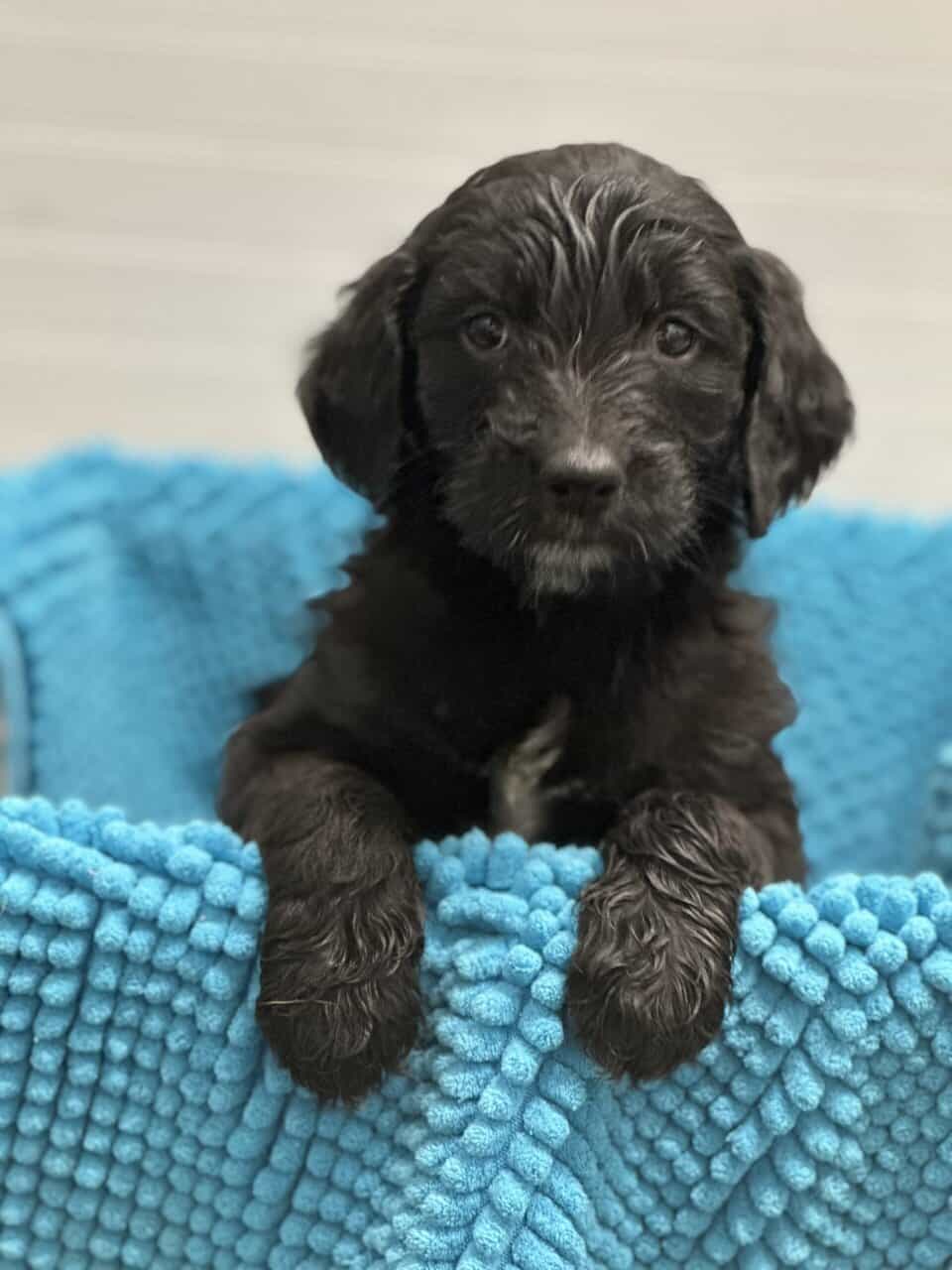Miniature Doodle Puppies image 1