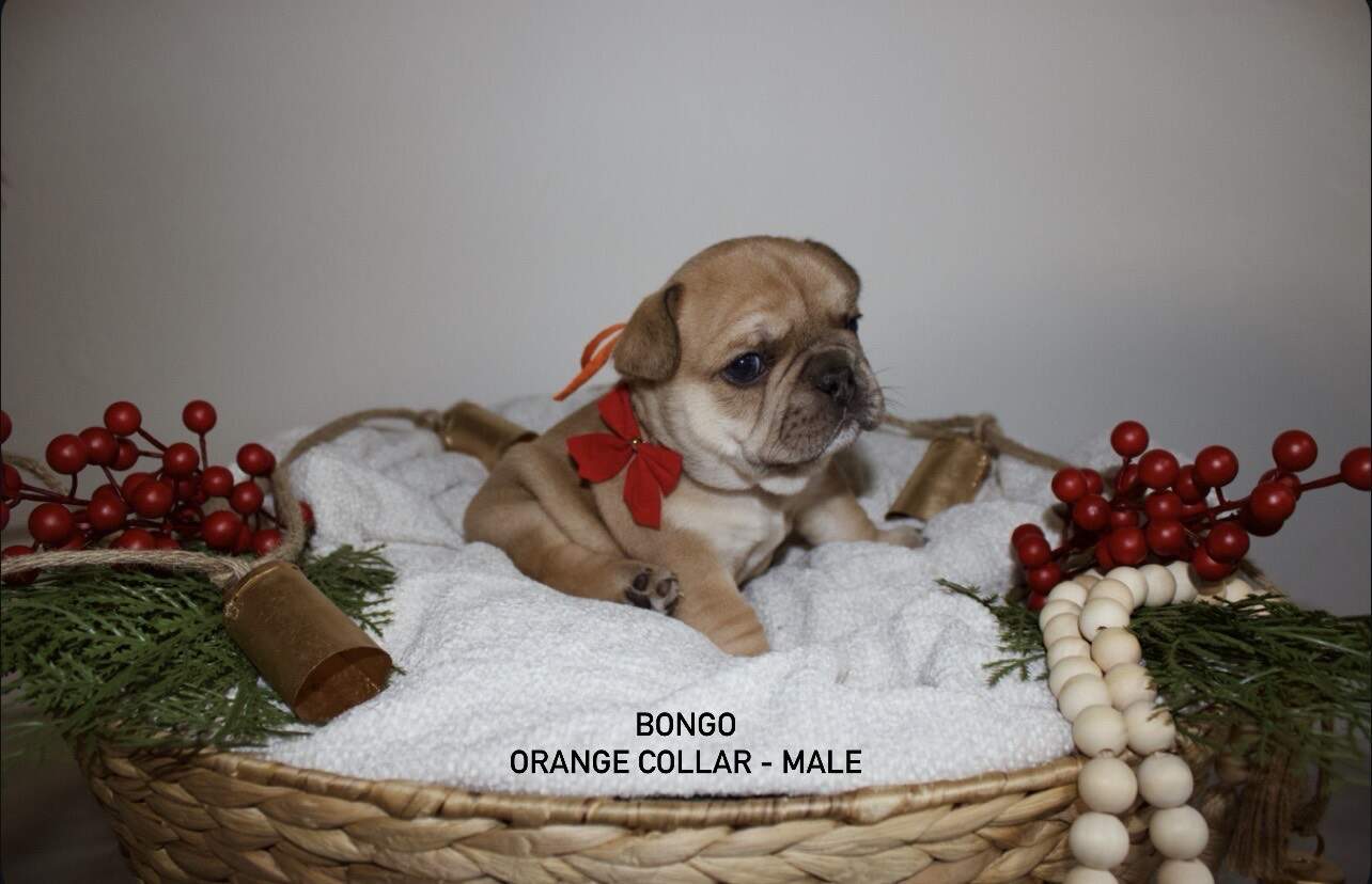 AKC French Bulldog Puppies image 2