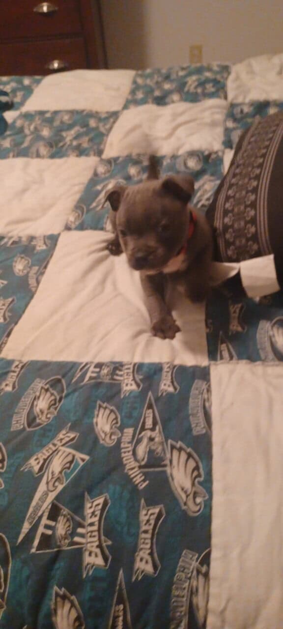 Staffordshire bull terrier pups image 15