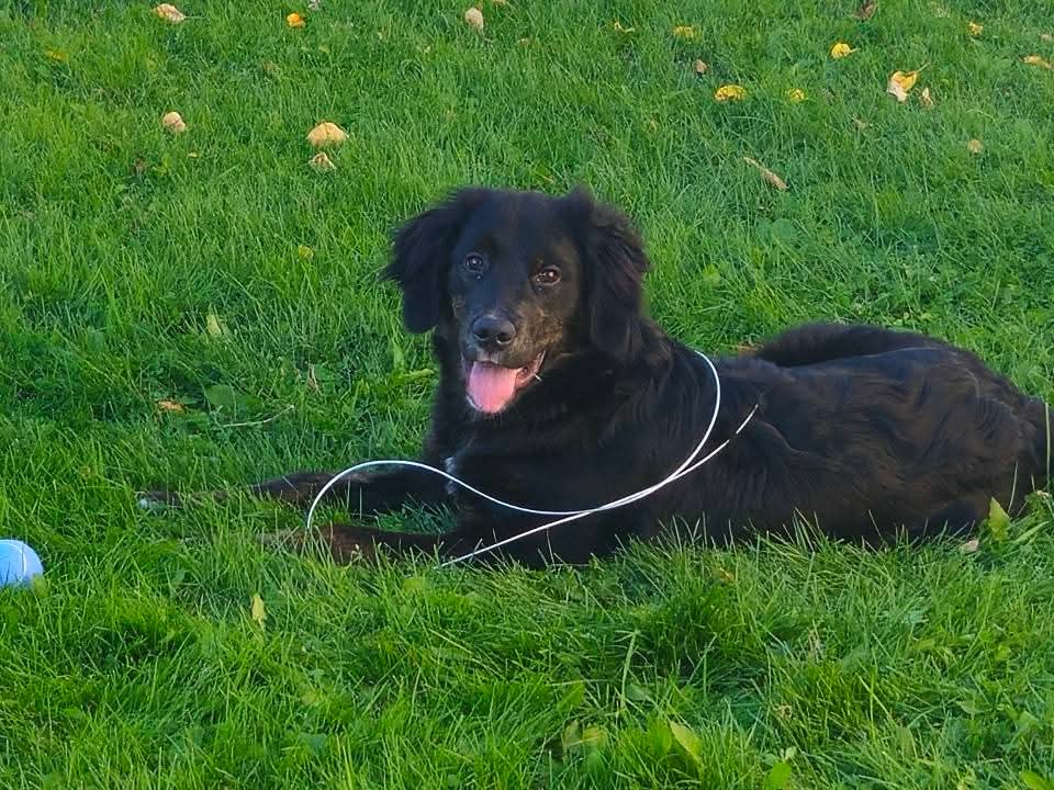Golden Mountain Dog Pup image 1