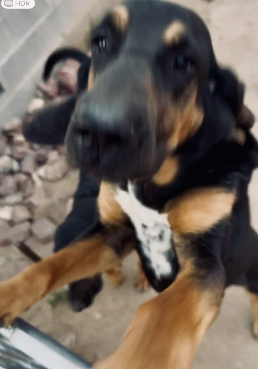 Male Bloodhounds image 5