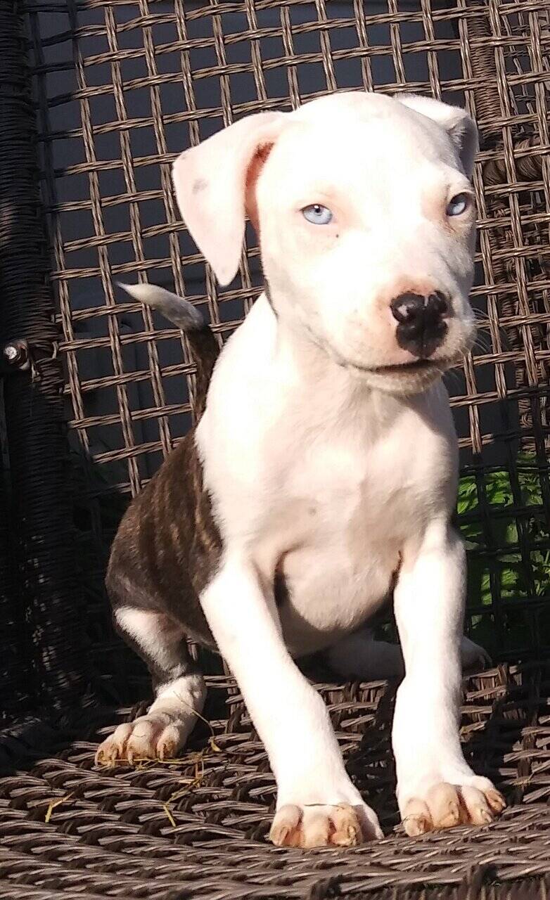 Pitbull puppies for sale. Ice blue eyes, Merles image 6