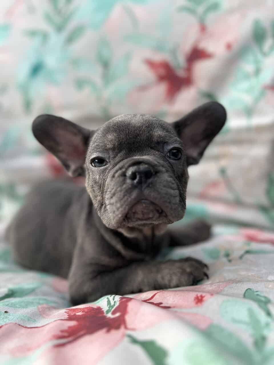 Blue French bulldog puppies image 4