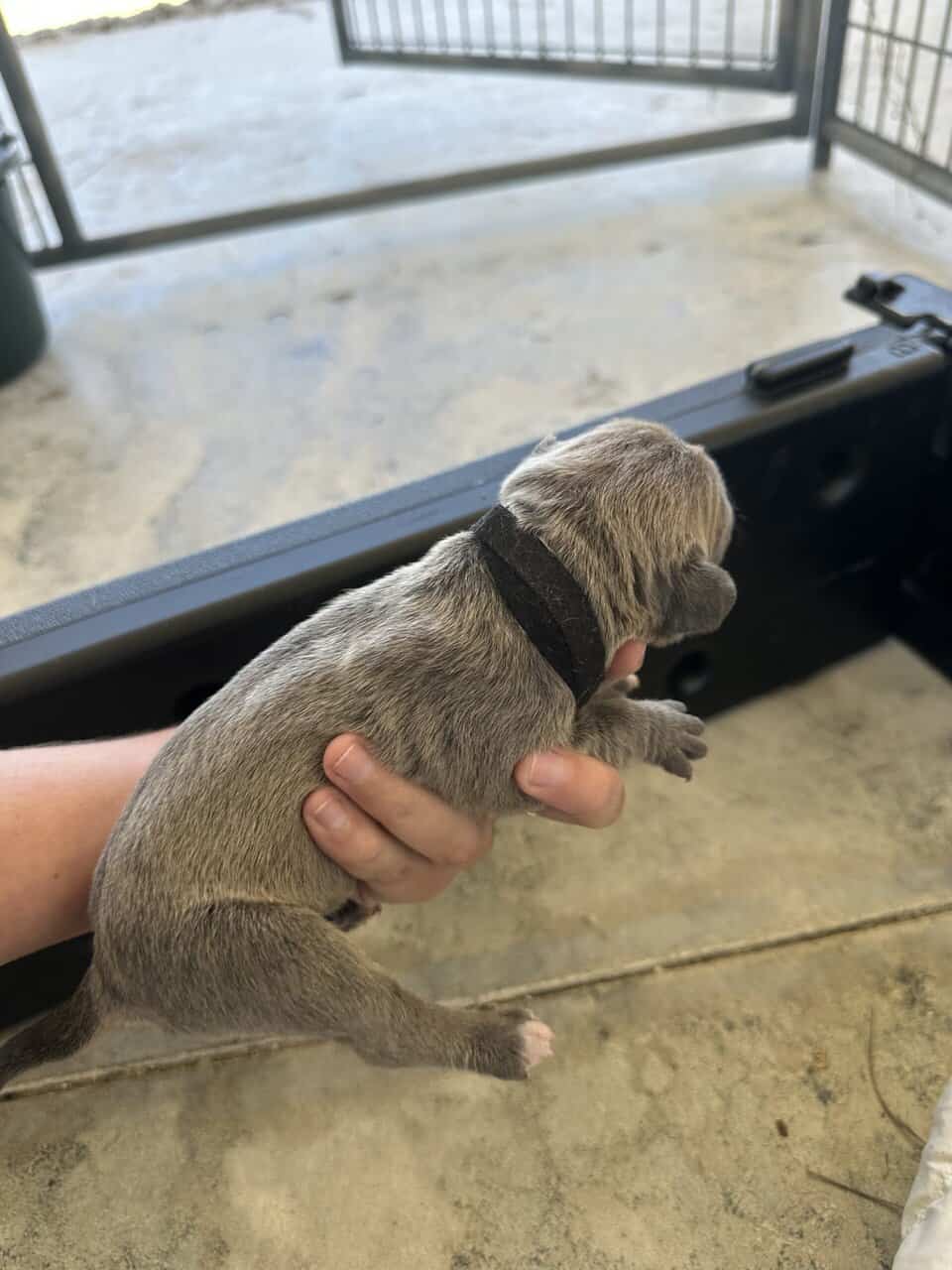 Cane Corso Mix image 8