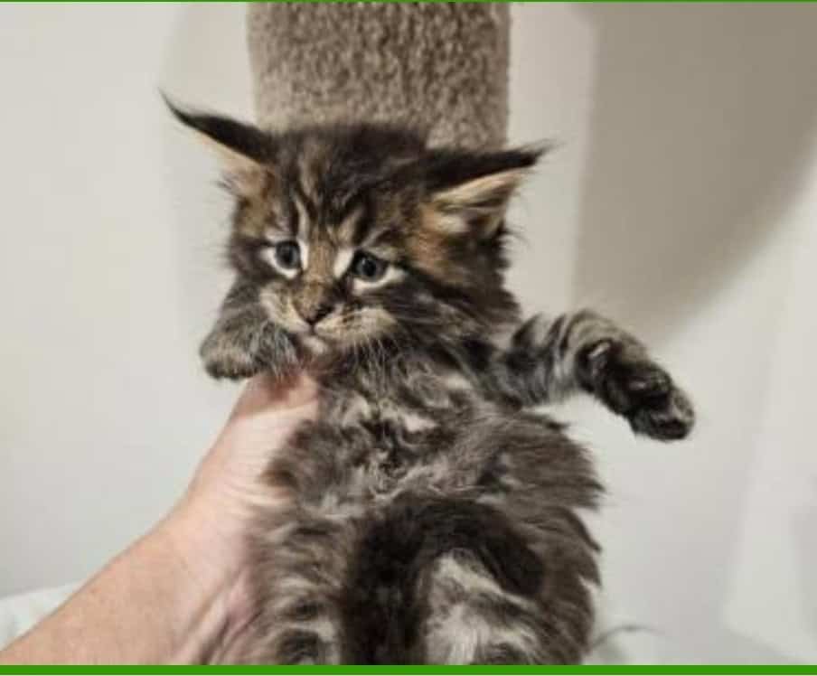 Maine coon kittens image 2
