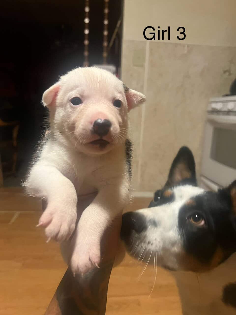 Ranch Pup- Girl 3 image 4