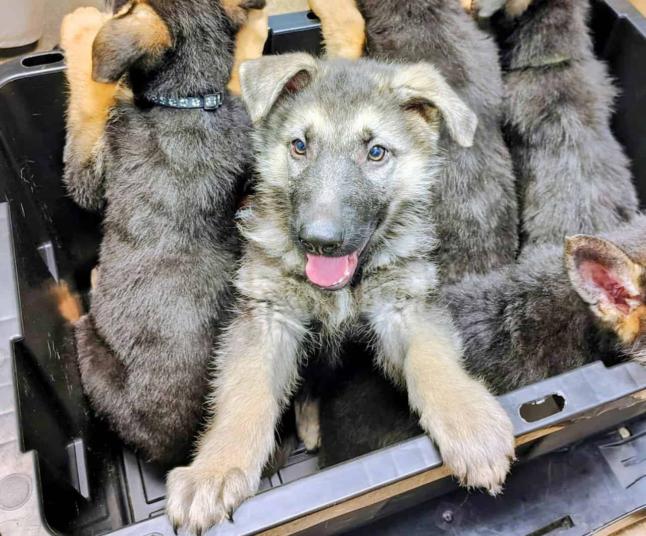 AKC German Shepherd puppies, 5 boys, 10wks image 1