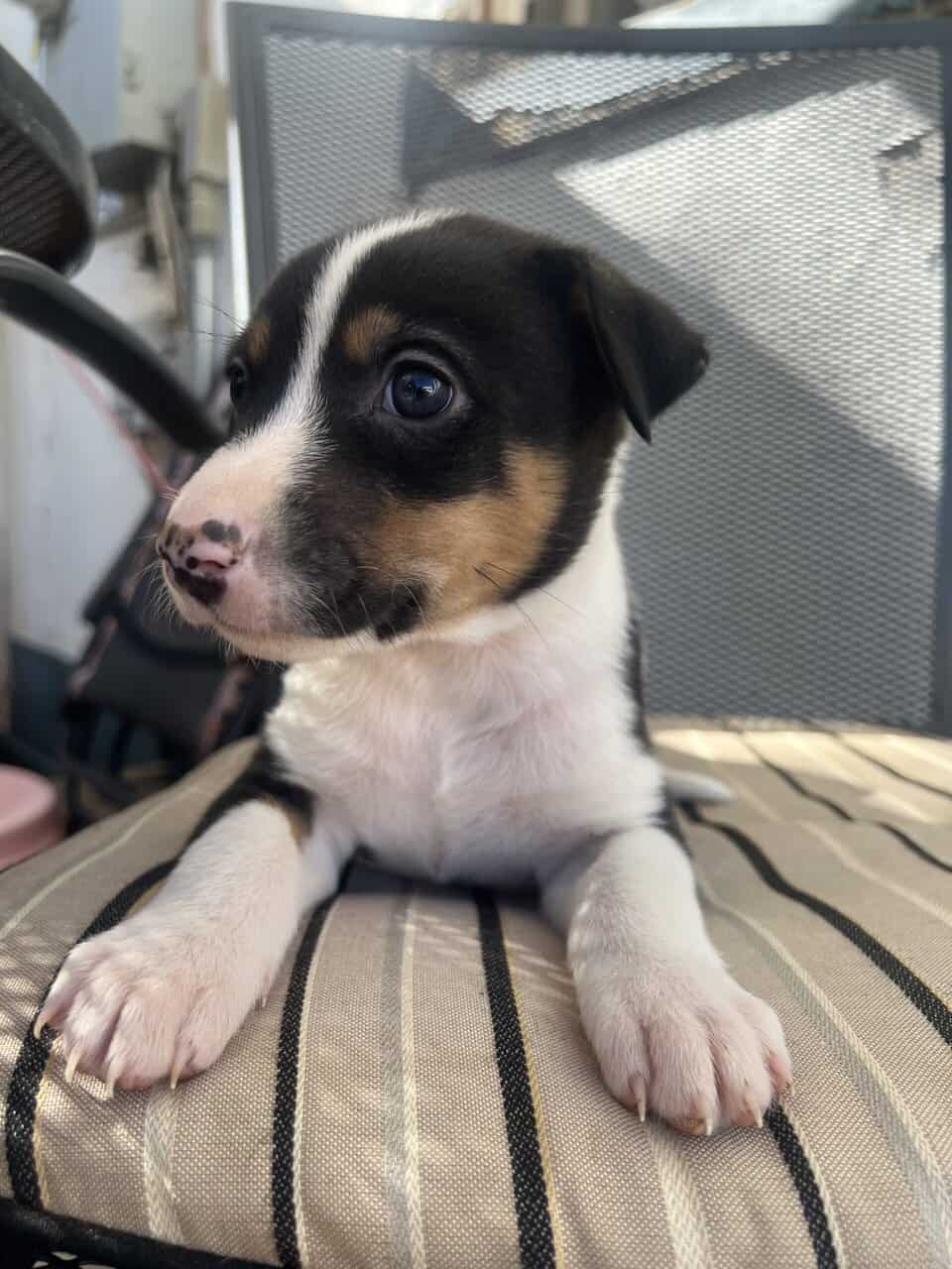 Ranch Pup -Boy 2 image 2